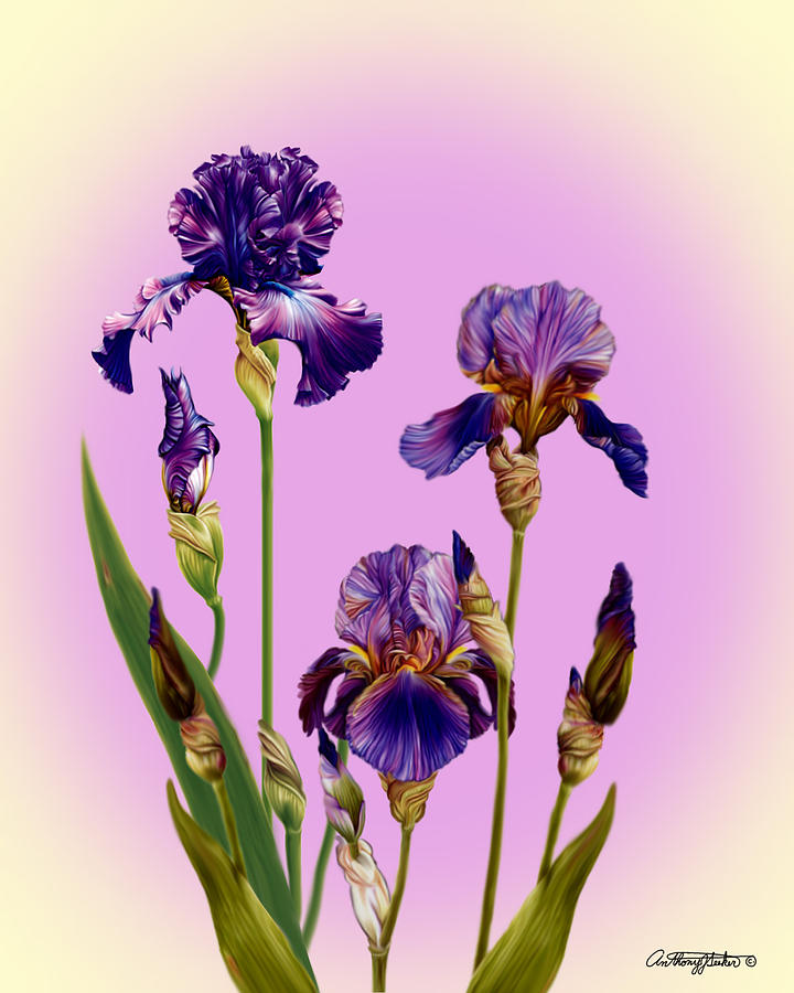 Iris Mixed Media by Anthony Seeker