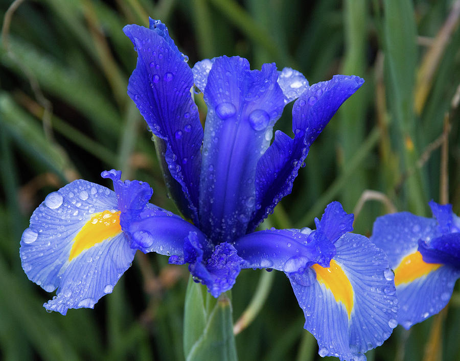 Iris at Highland park Photograph by Steve Konya II - Fine Art America