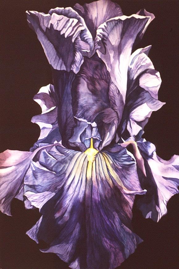 Iris At Night Painting by Alfred Ng