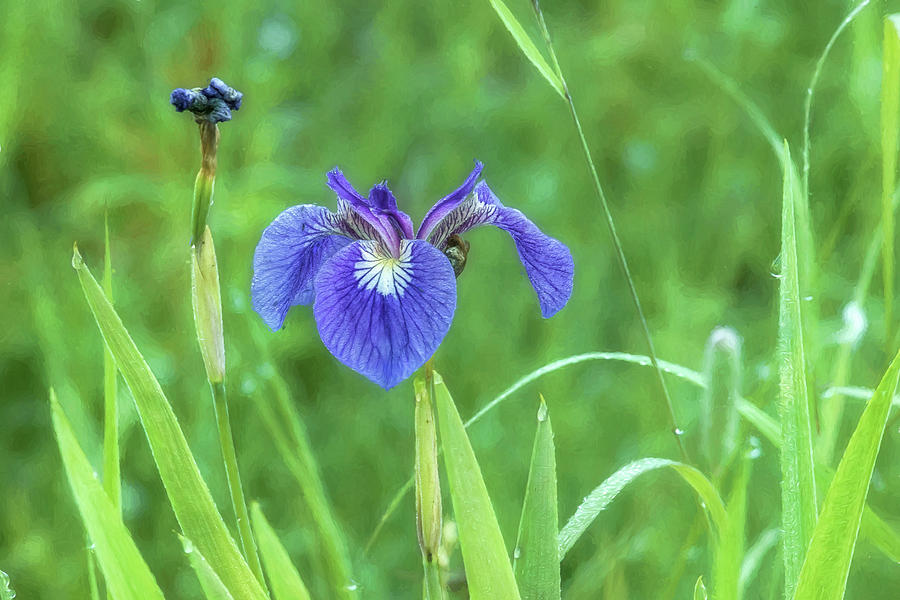 Iris at the Marsh Photograph by Belinda Greb