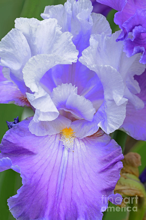 Iris- At The Prom Photograph by Regina Geoghan - Fine Art America