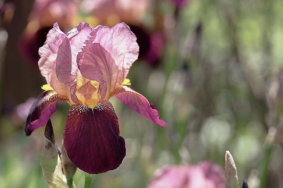 Nature Photograph - Iris bearded burgundy and pink color   by Irina Safonova