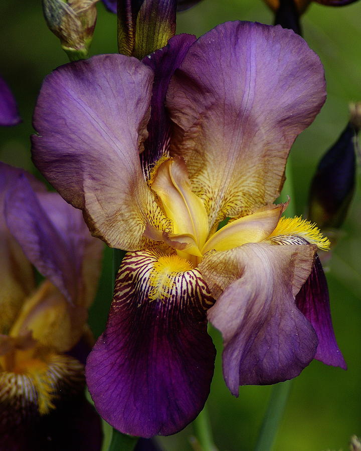 Flower Photograph - Iris Beauty by Ben Upham III