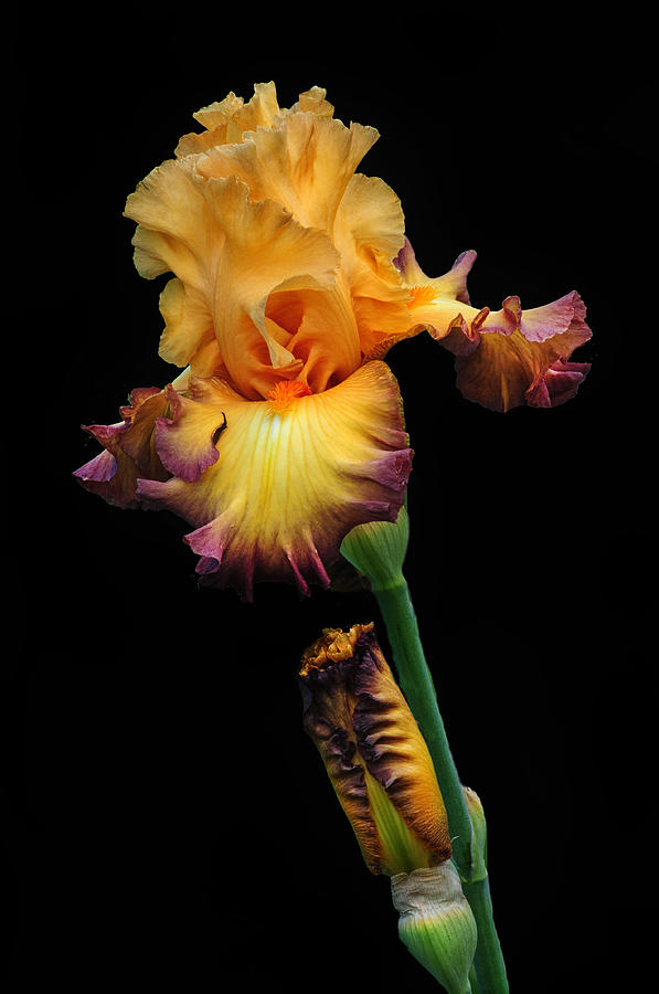 Iris Beauty Photograph by Dave Mills