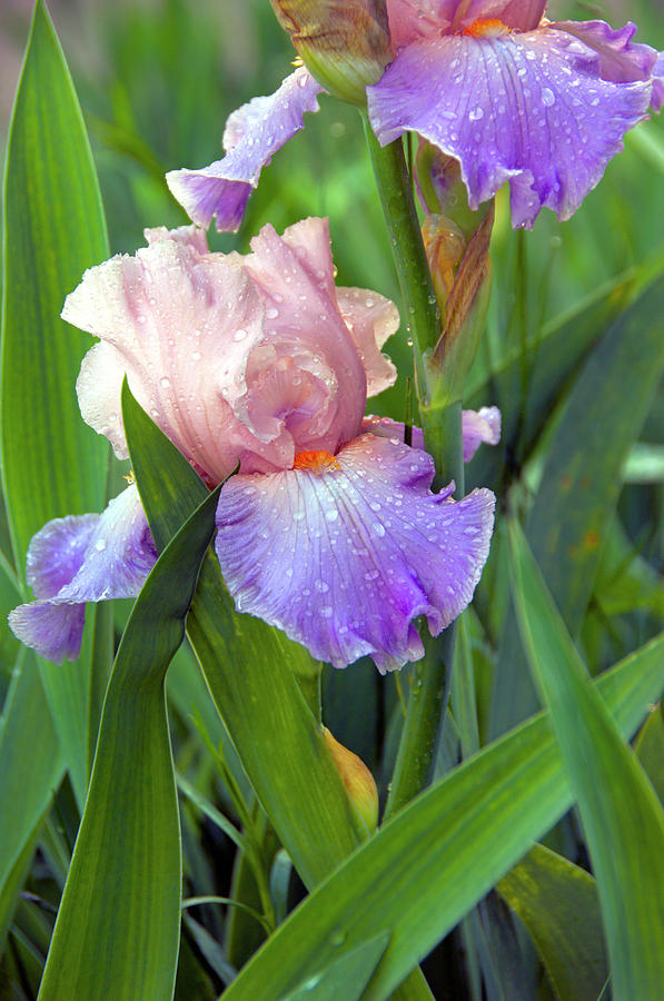 Iris Beauty Photograph by James Steele