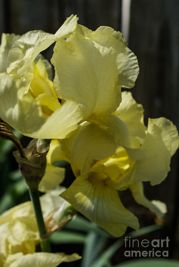 Iris Photograph - Iris Beauty by Jennifer White