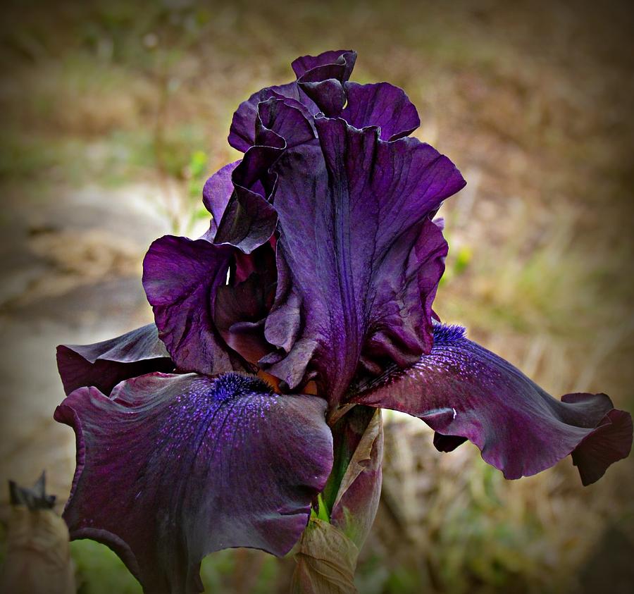 Iris Beauty Photograph by KATIE Vigil