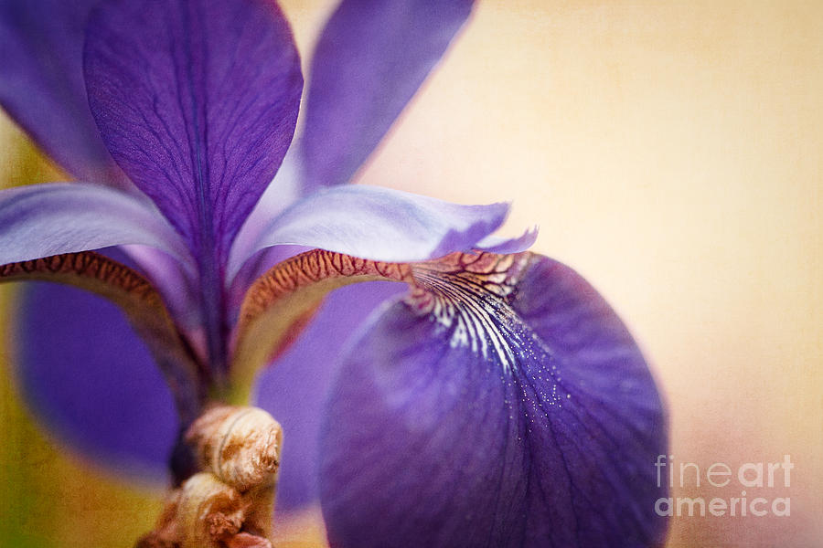 Iris Photograph - Iris Beauty by Lisa McStamp