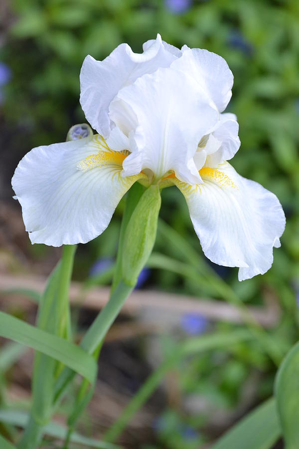 Iris Beauty Photograph By Lisa Payne