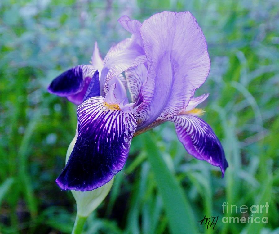 Iris Beauty Photograph by Marsha Heiken
