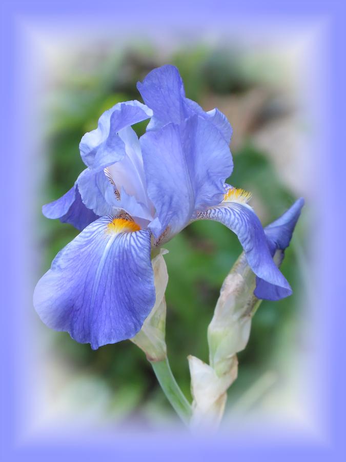 Iris Photograph - Iris Beauty by MTBobbins Photography