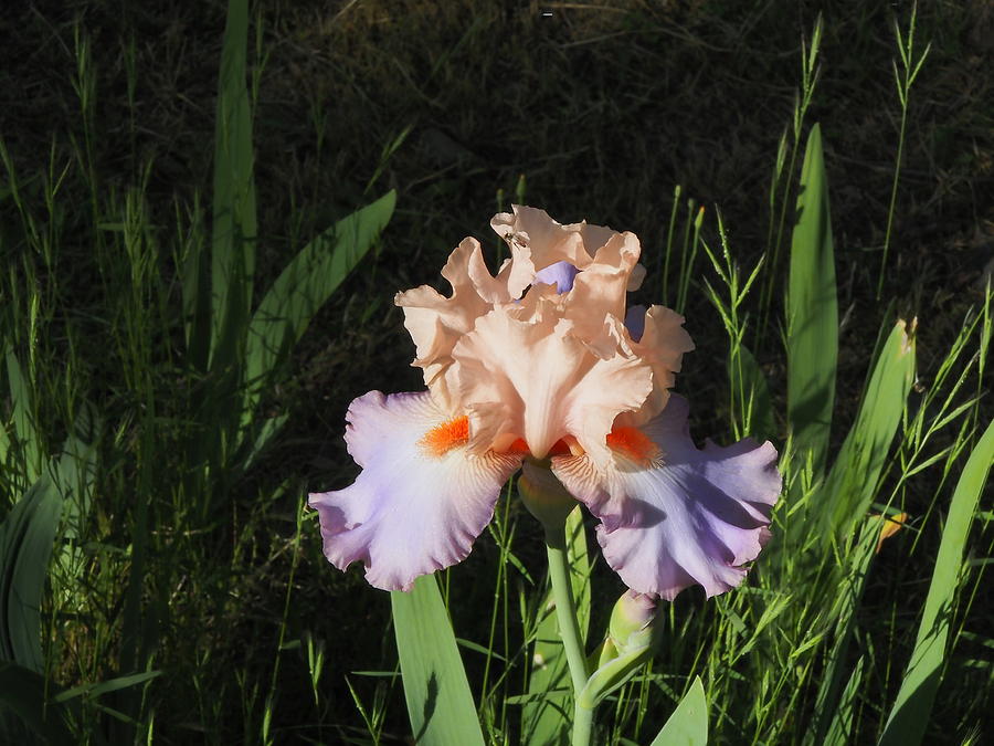 Iris Beauty Photograph by Richard Thomas