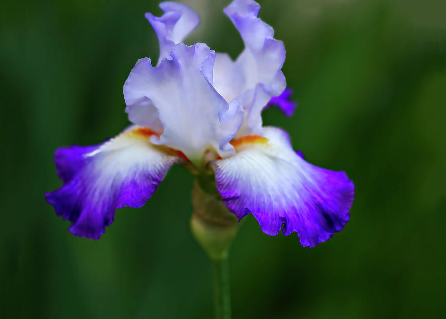 Iris Beauty Pastel by Terry Davis