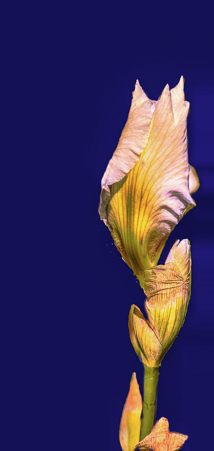 Iris beginning to bloom #g0 Photograph by Leif Sohlman