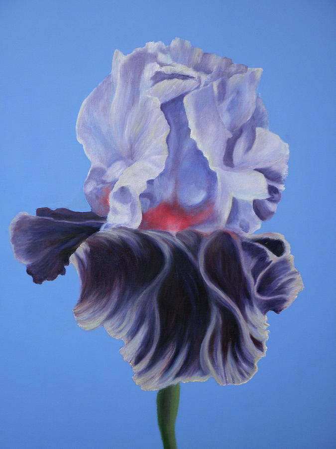Iris Painting - Iris by Betsy Cullen