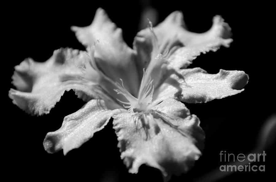 Iris Black and White Photograph by Andrea Anderegg