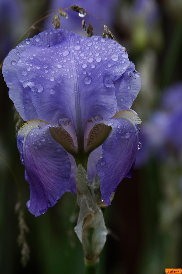 Flower Photograph - Iris bleu by Patrick Chauvet
