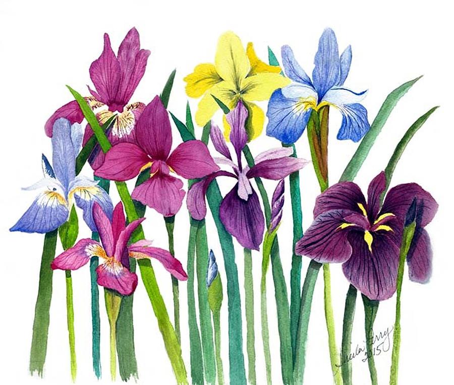 Iris Bliss Painting by Sheila Perry - Fine Art America