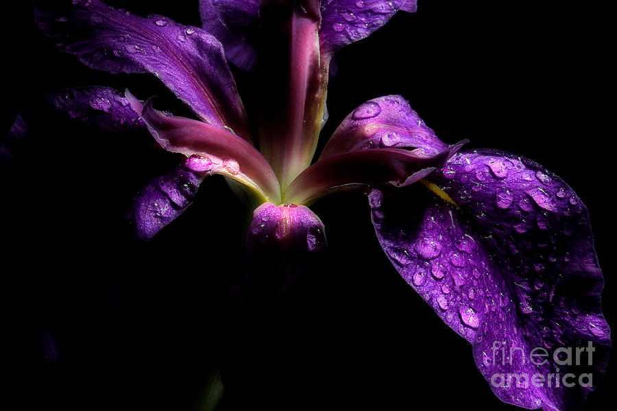 Iris Bloom Photograph by Michael Eingle