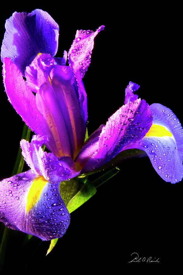 Iris Bloom one Photograph by Frederic A Reinecke