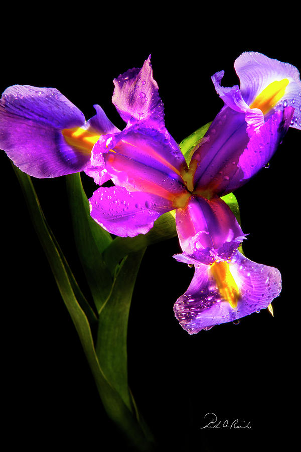 Iris Bloom Two Photograph by Frederic A Reinecke