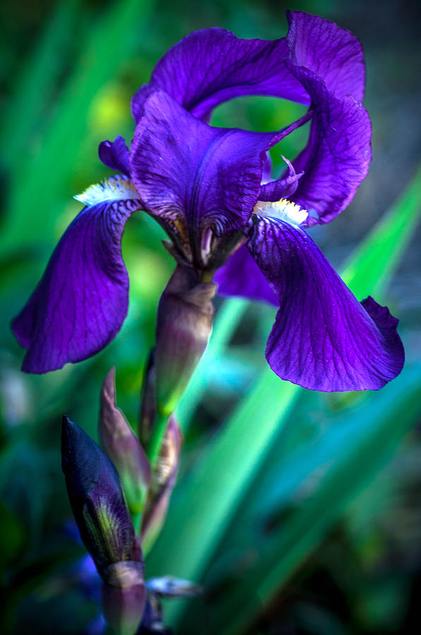 Iris Blooming Photograph by Connie Cooper-Edwards
