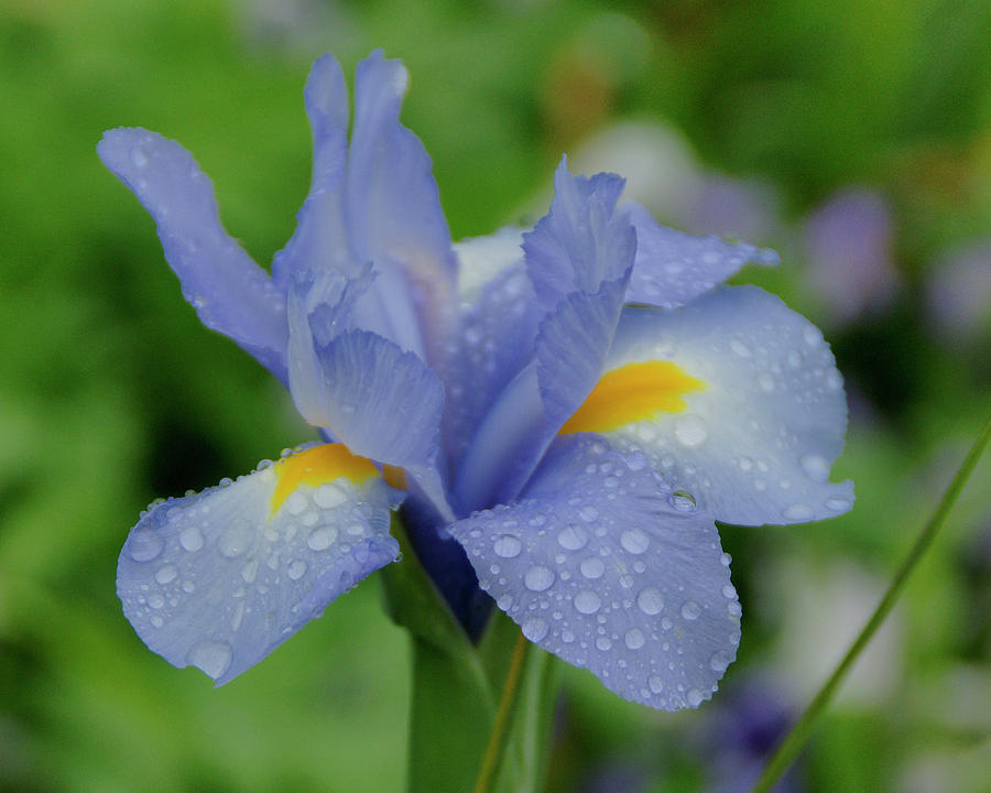 Iris Blooming - cropped Photograph by Brandy Herren