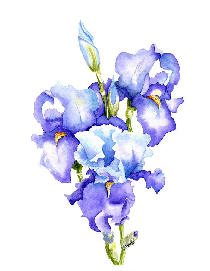 Iris Blooms Painting by Brett Winn