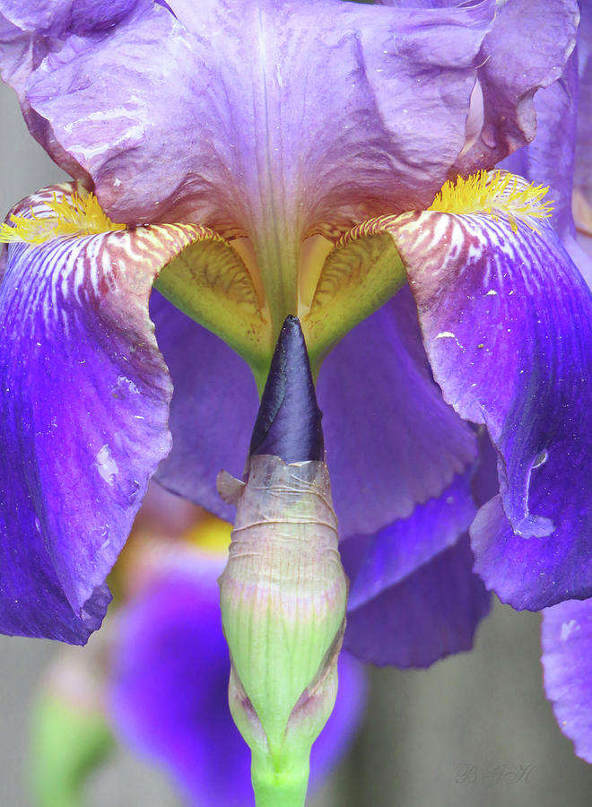 Iris Blossom and Bud - Floral Art and Photography - Iris Macro Photograph by Brooks Garten Hauschild
