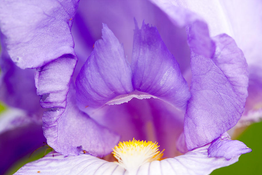 Iris Blossom Photograph by Dina Calvarese