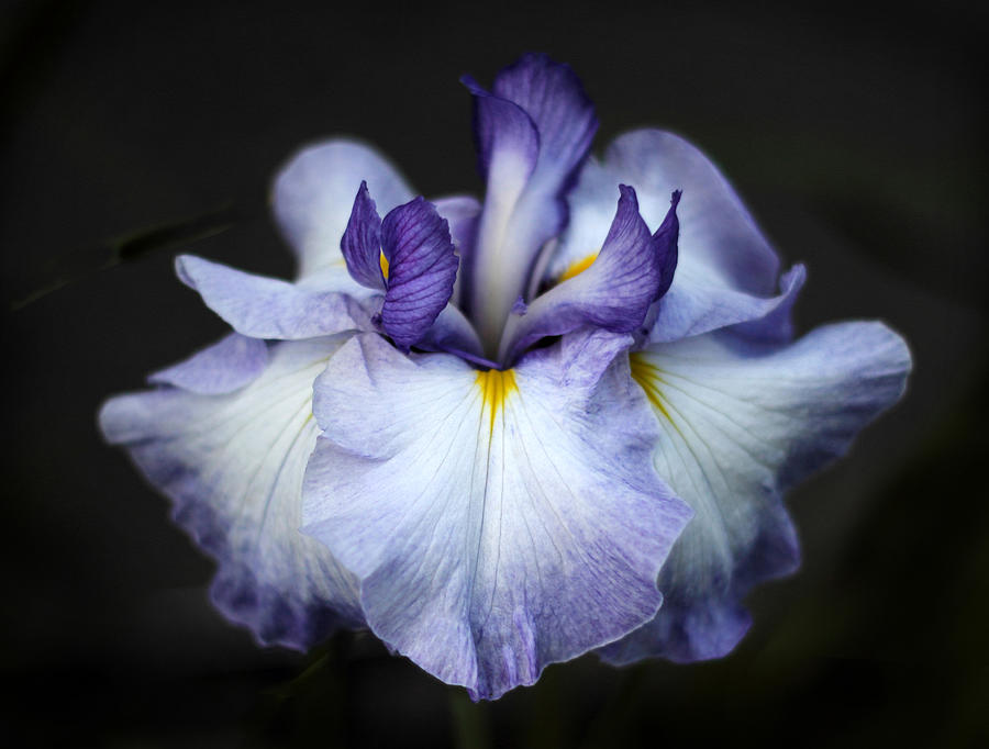 Iris Blossom Photograph by Jessica Jenney