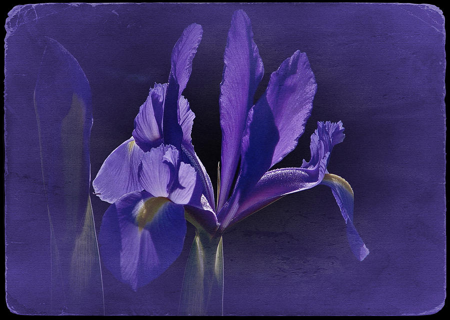 Iris Blue 2016 Photograph by Richard Cummings