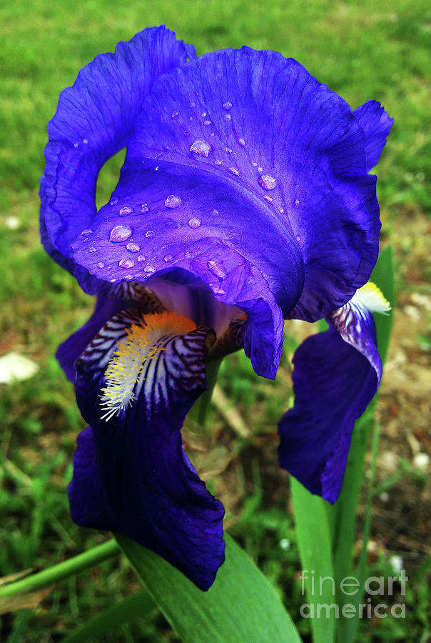 Iris Blue Photograph by Jasna Dragun
