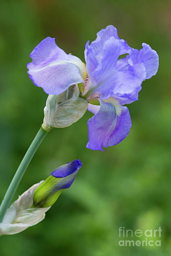 Iris Blue Photograph by Patricia Montgomery
