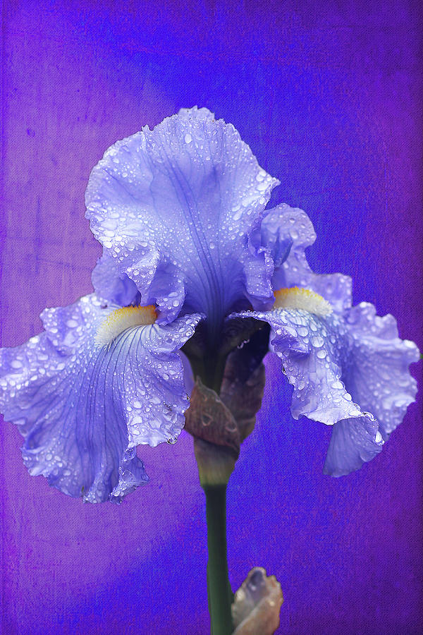 Iris Blue Photograph by Vanessa Thomas