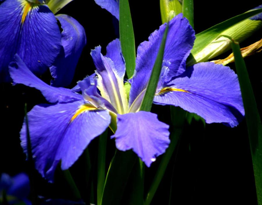 Iris Blues Spring Awakening In New Orleans Photograph