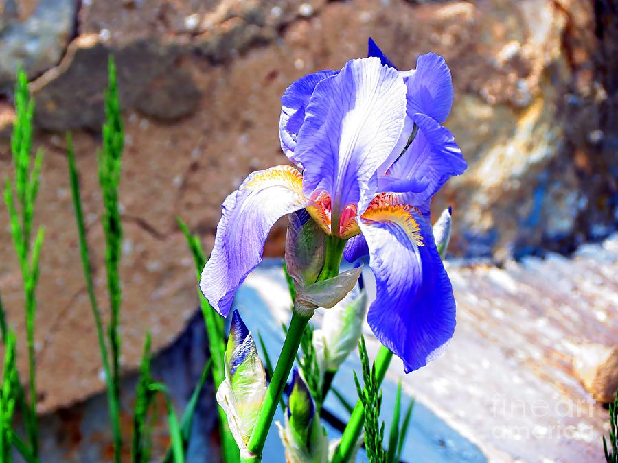 Iris Photograph by Bonnie J Thompson