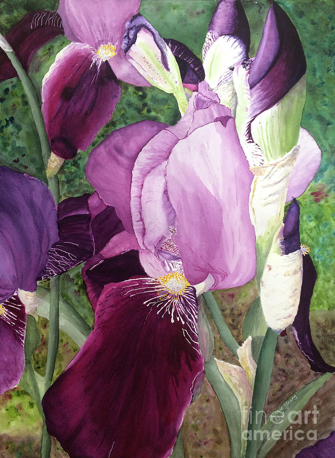 Iris Painting by Bonnie Young