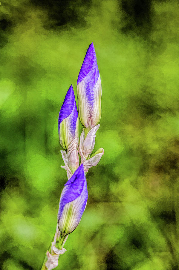 Iris Budding in My Garden Digital Art by Lisa Lemmons-Powers