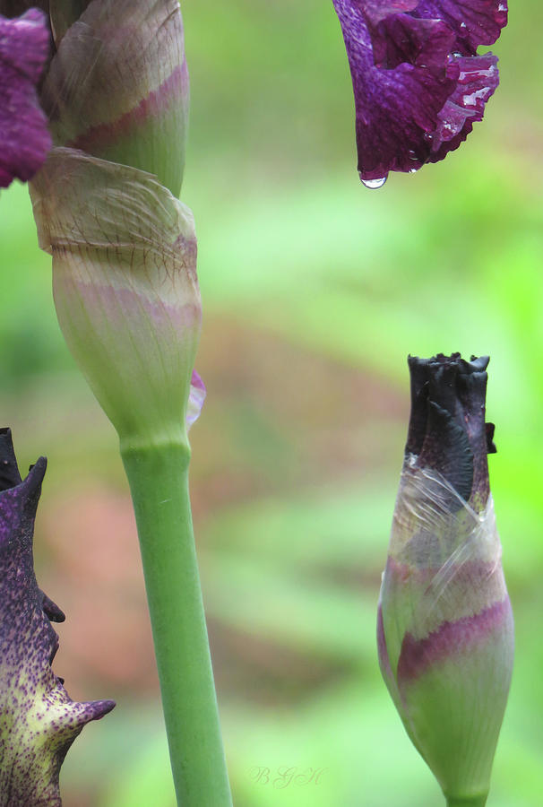 Iris Buds and Droplets - Images from the Garden - Floral Photography - Irises Photograph by Brooks Garten Hauschild