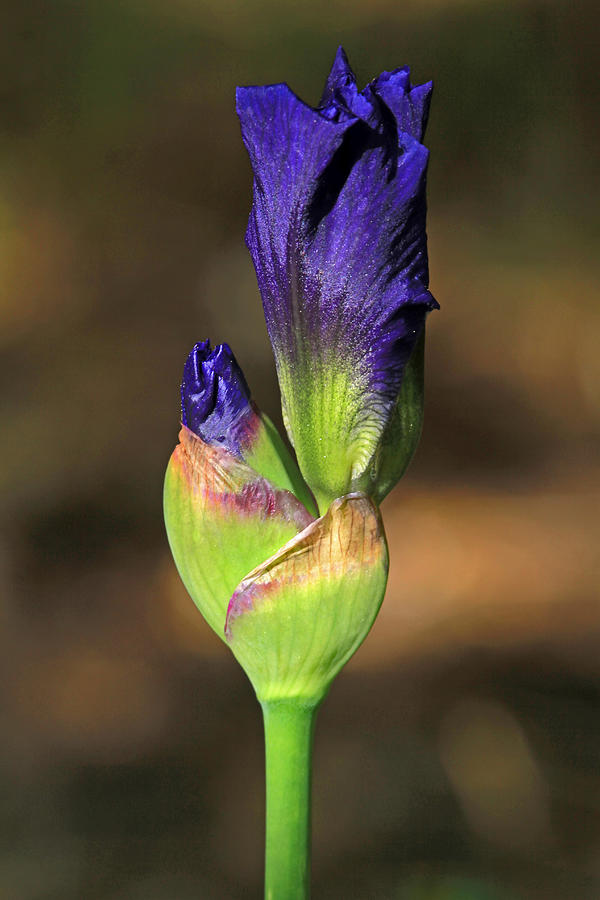 Iris Buds Photograph by Donna Kennedy