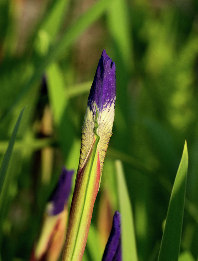 Iris Buds in Morning Sun Photograph by Douglas Barnett