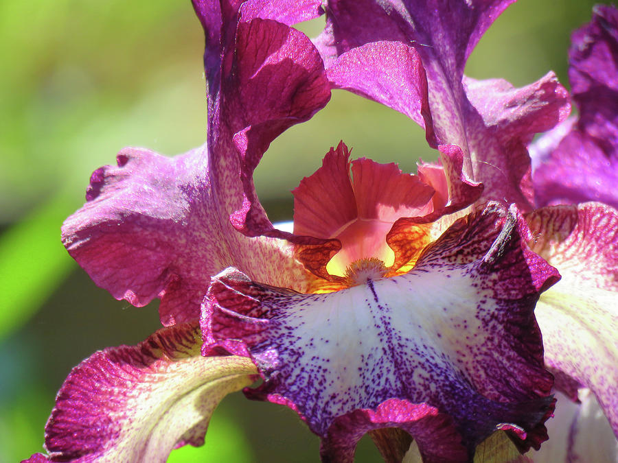 Iris Butterfly - Floral Macro - Flower Art - Photography Photograph by Brooks Garten Hauschild
