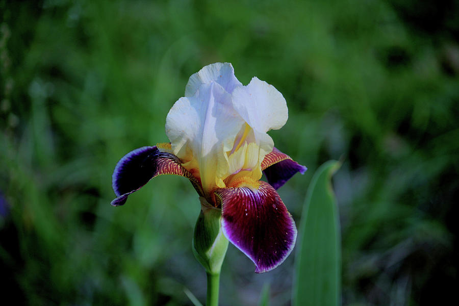 Iris Photograph - Iris by Cathy Harper
