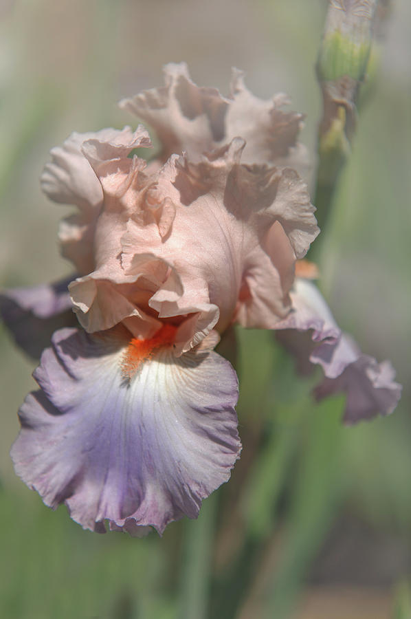 Iris Photograph - Iris Celebration Song 1. The Beauty of Irises by Jenny Rainbow