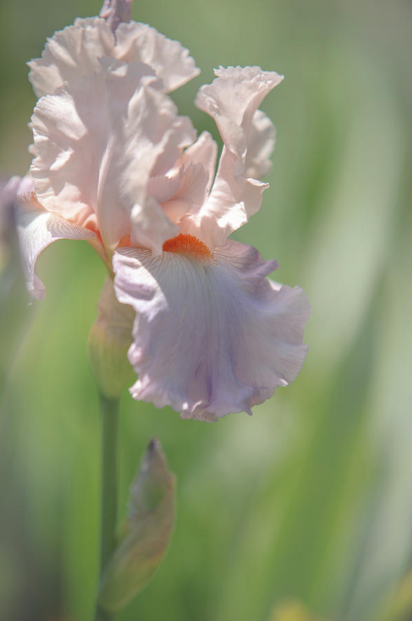 Iris Celebration Song 2. The Beauty of Irises Photograph by Jenny Rainbow