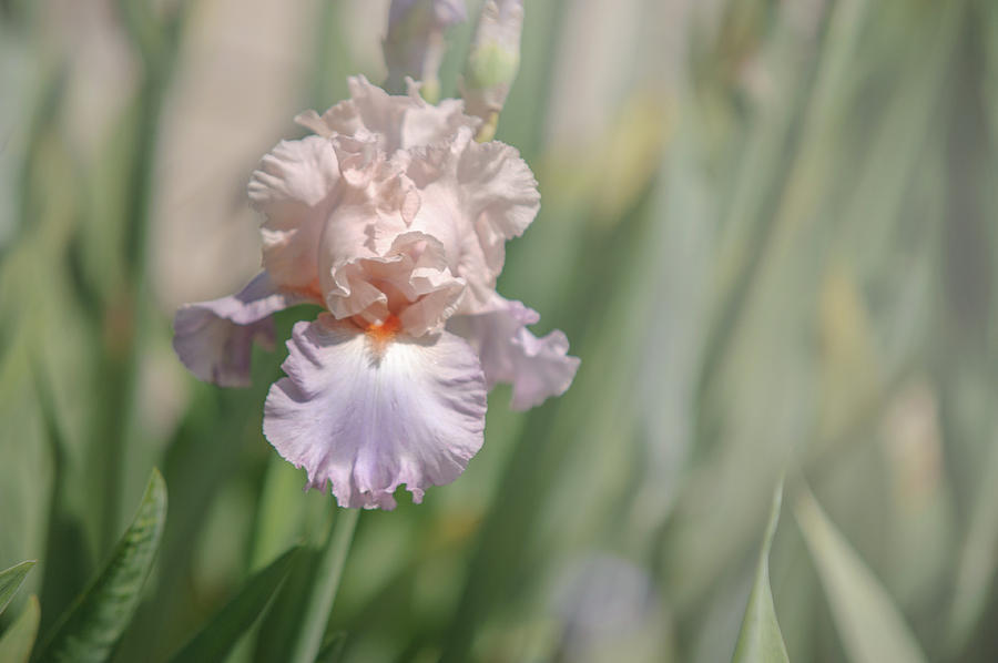 Iris Celebration Song 3. The Beauty of Irises Photograph by Jenny Rainbow