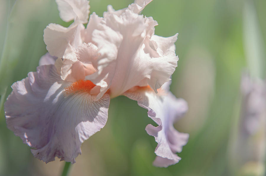Iris Celebration Song 4. The Beauty of Irises Photograph by Jenny Rainbow