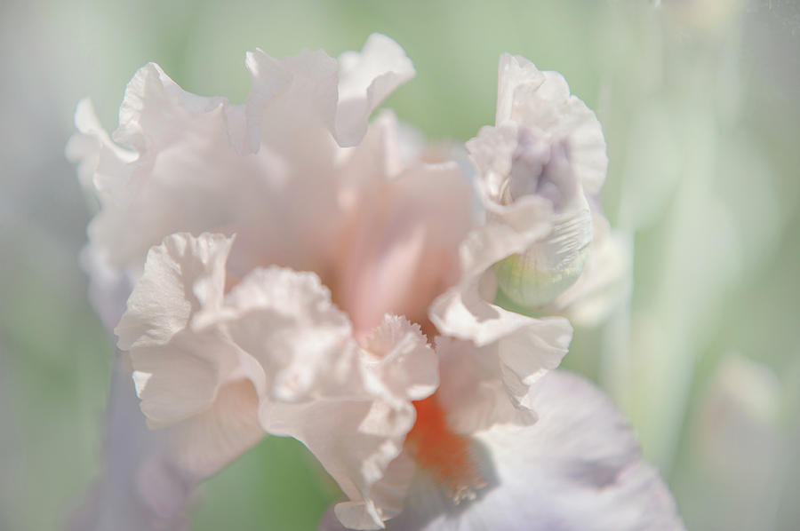 Iris Celebration Song. Tender. The Beauty of Irises Photograph by Jenny Rainbow