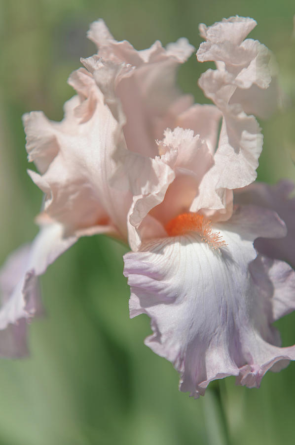 Iris Celebration Song. The Beauty of Irises Photograph by Jenny Rainbow